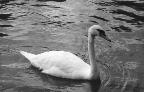 Swan